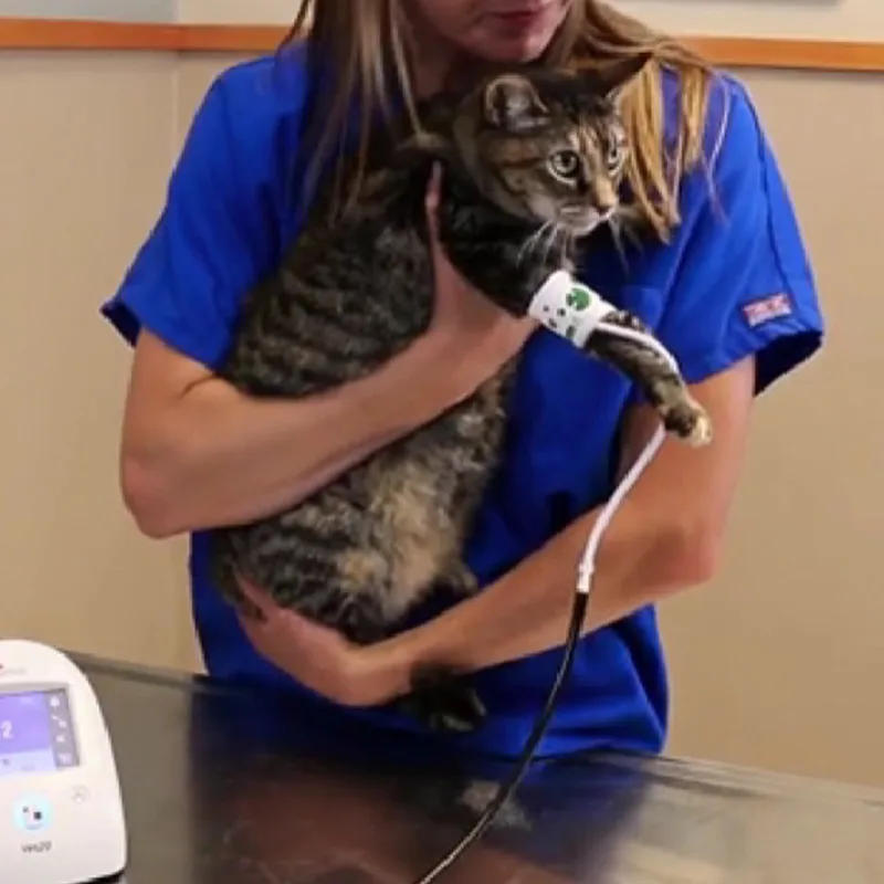 Description Picture 2 of itemHigh Quality Reusable Veterinary Blood NIBP Pressure Cuff Single Hose For Veterinary Animal Professional Diagnostic Pet Monitor