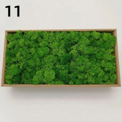 Artificial Green Plants Eternal Life Moss Grass Home Living Room Garden Decoration Mini Landscape Fake Flower DIY Crafts