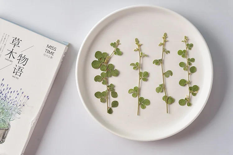 Description Picture 2 of item6-9cm/12pcs,Natural Real Pressed leaves,green Plant DIY Wedding invitations Craft Bookmark gift Card Scented candles decorations