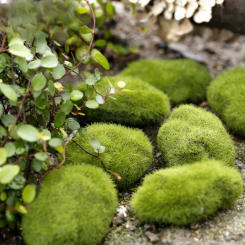 DIY Fairy Garden Accessories Miniature Ornament Statue Figurines For Landscape Pot Dollhouse Home Garden Craft  Decorations