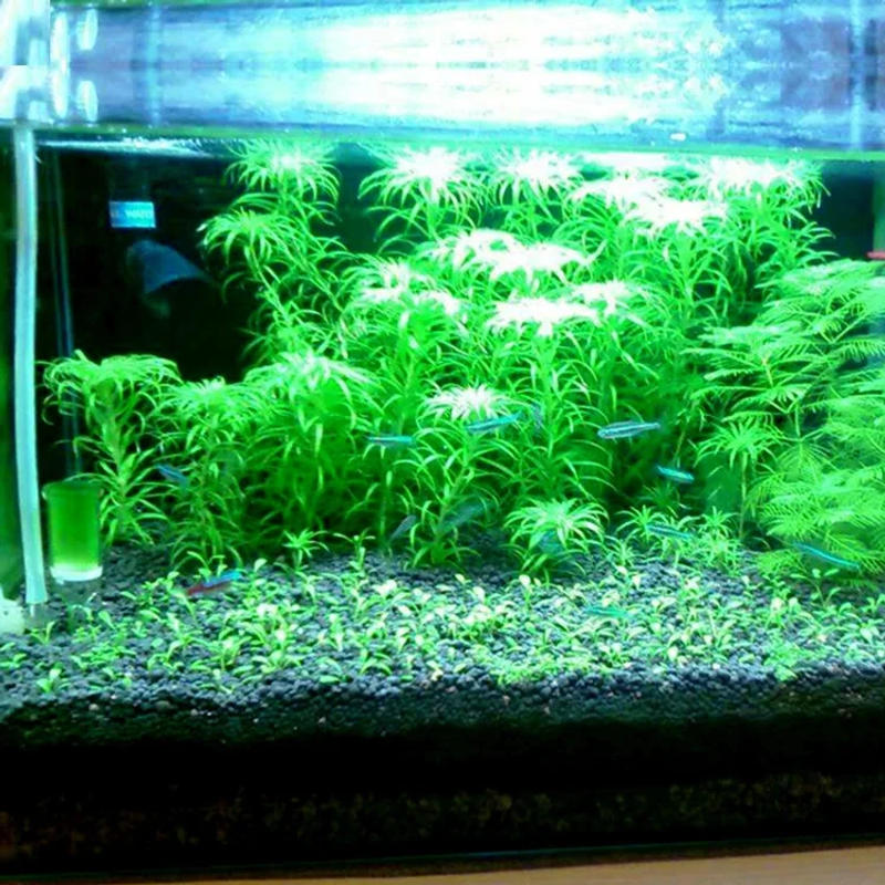 Description Picture 4 of itemFish Tank Water Grass Mud Plant Seed Soil Aquarium Bottom Sand Nutrient Soil Black Mud Water Grass Tank Bottom Soil Fertilizer