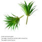 sword grass green