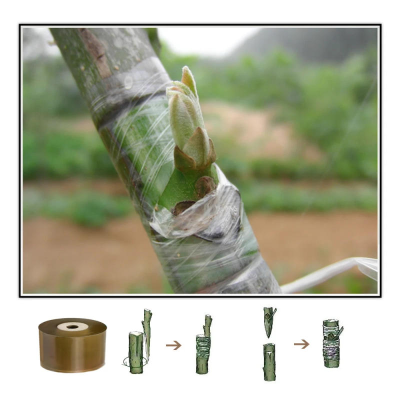 Description Picture 4 of item2-10CM PE Grafting Tape Self-adhesive Stretchable Clear Repair Film for Tree Plant Seedlings Vine Tomato Planting Garden Tools