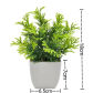 1pc Pine needle