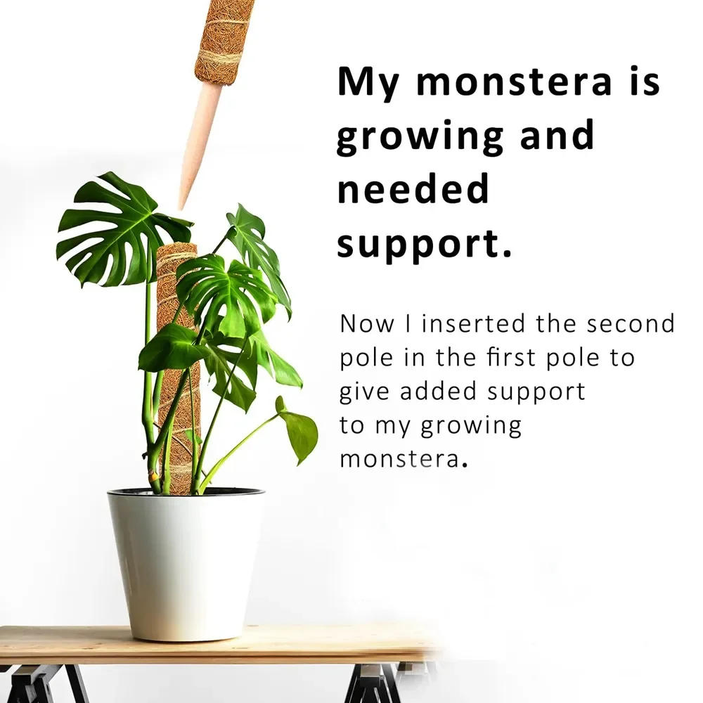 Description Picture 5 of item1PC Plant Climbing Coir Support Pole Potted Moss Stick Extendable Plant Support Monstera Creepers Vines Garden Supplies