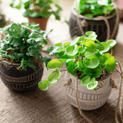 Simulation Green Plant Succulents Hands Feeling Not Withered Non-fading Ornament Coriander Leaves Artificial Leaf Home Decor