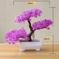 yunsong purple red