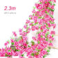 2.3m-rose