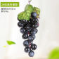 24Heads Grapes Black