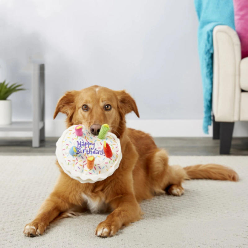 Description Picture 5 of itemDog Birthday Cake Toy Soft Plush Squeaky with Colourful Candles Durable Funny Stuffed Chew for Large Breeds Birthday Gift scarf