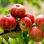 Organic Roots Organic Himachal Apples - Pack of 5