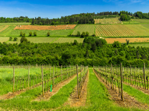 Hautes Côtes de Beaune Blanc 2023 BIO