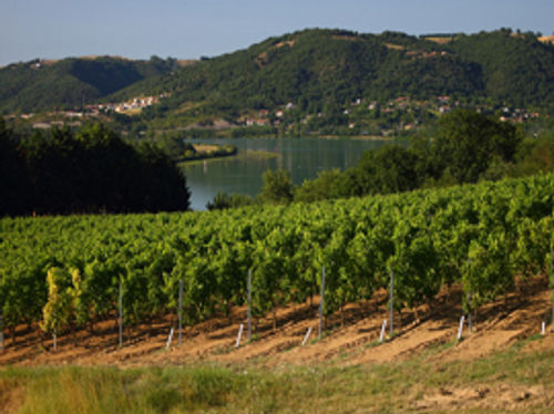 /2 Côtes du Rhône rouge 2023