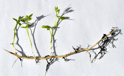 Rhizomatic Learning