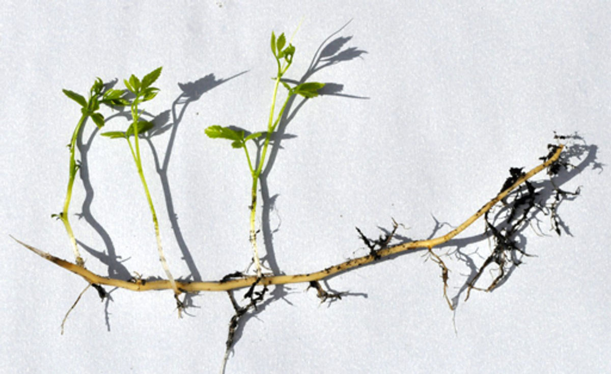 Rhizomatic Learning