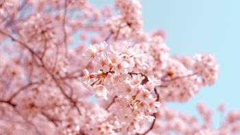 sakura
