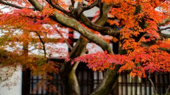 Kyoto
