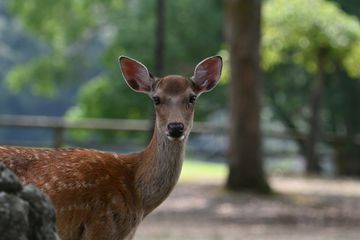 nara city