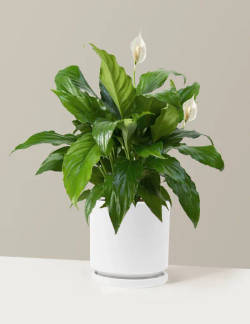 Plants