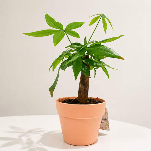 Garden consultation service