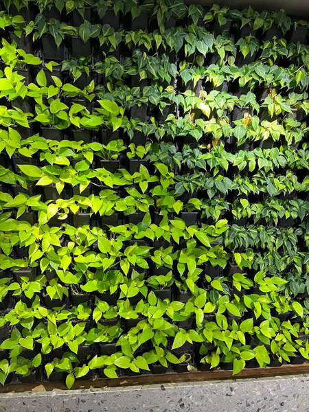 Vertical garden and green wall installation
