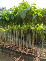 Trees