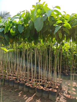 Trees