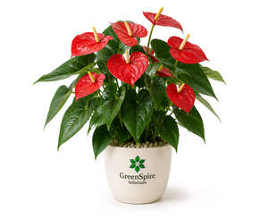Anthurium