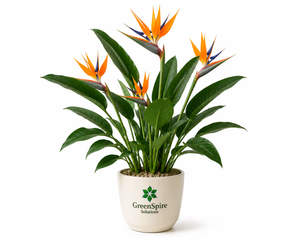 Bird of Paradise