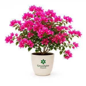 Bougainvillea
