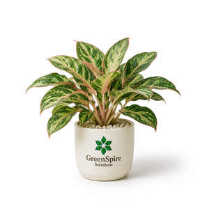 Chinese Evergreen