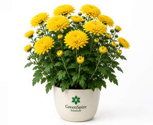 Chrysanthemum