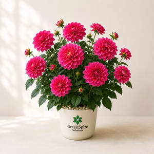 Dahlia