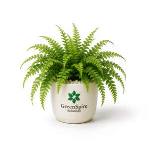 Boston Fern