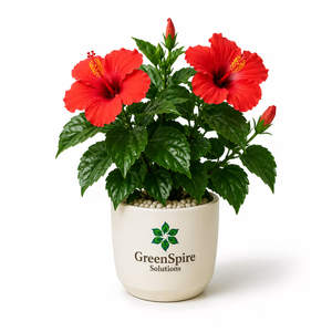 Hibiscus