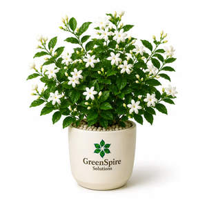 Jasmine