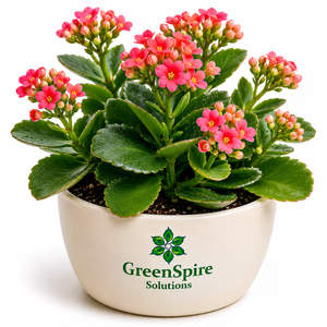 Kalanchoe