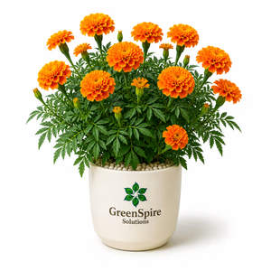 Marigold