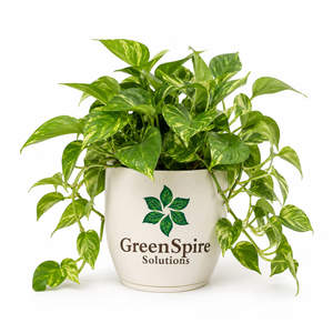 Money Plant