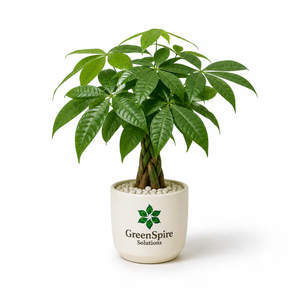 Dracaena