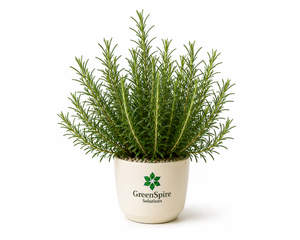 Rosemary