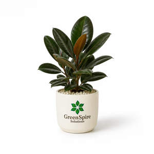 Rubber Plant