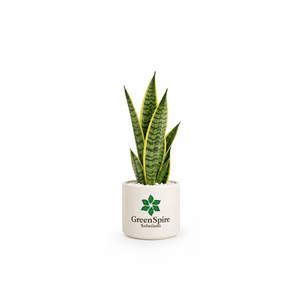 Snake Plant