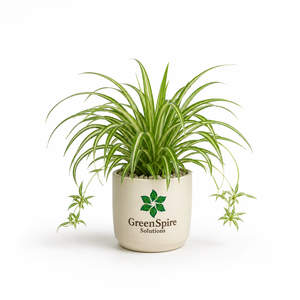 Spider Plant