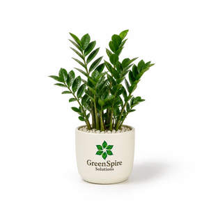 ZZ Plant