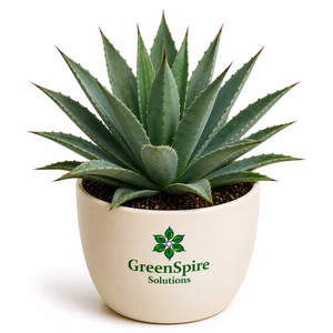Agave