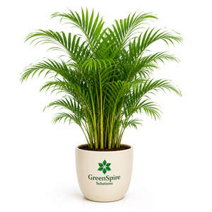 Areca Palm