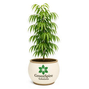 Ashoka Tree