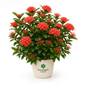 Ixora
