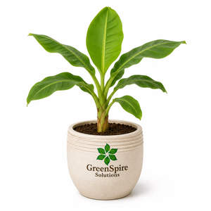 Banana Plant